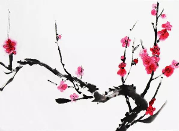 “梅迷”踏雪尋“梅”所為何？